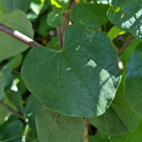 Cercis canadensis - Eastern Redbud