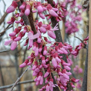 Cercis canadensis - Eastern Redbud