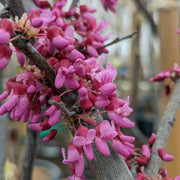 Cercis canadensis - Eastern Redbud