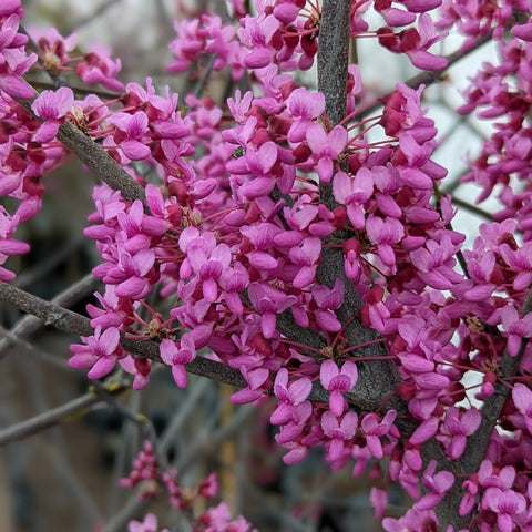 Cercis canadensis - Eastern Redbud