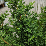 Chamaecyparis thyoides 'Top Point' - Atlantic White Cedar