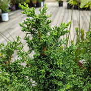 Chamaecyparis thyoides 'Top Point' - Atlantic White Cedar