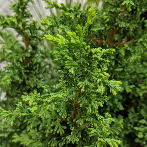 Chamaecyparis thyoides 'Top Point' - Atlantic White Cedar