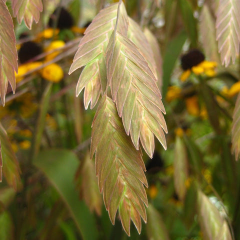 Chasmanthium latifolium - Northern Sea Oats