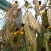 Chasmanthium latifolium - Northern Sea Oats