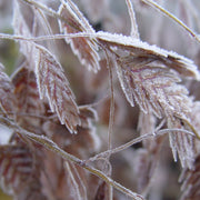 Chasmanthium latifolium - Northern Sea Oats