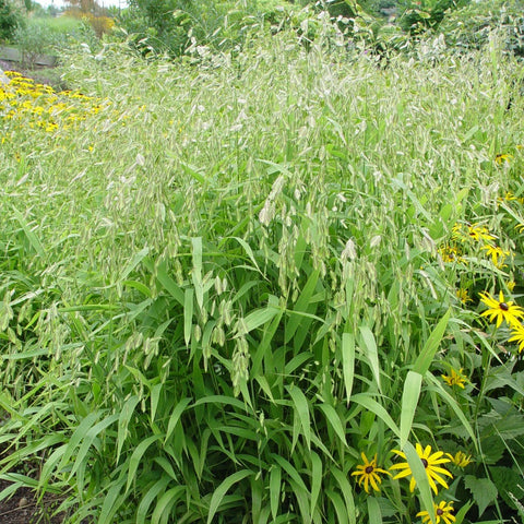 Chasmanthium latifolium - Northern Sea Oats