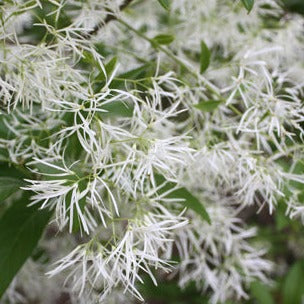 Chionanthus virginicus 'Spring Fleecing' - Spring Fleecing Fringetree