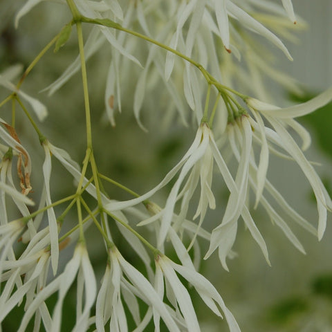 Chionanthus virginicus - Grancy Graybeard