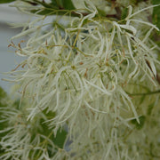 Chionanthus virginicus - Grancy Graybeard