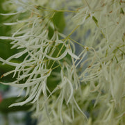 Chionanthus virginicus - Grancy Graybeard