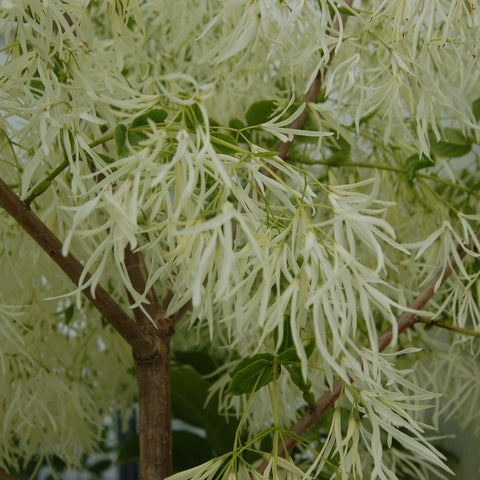 Chionanthus virginicus - Grancy Graybeard