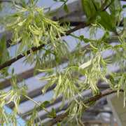 Chionanthus virginicus - Grancy Graybeard