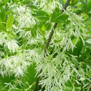 Chionanthus virginicus - Grancy Graybeard