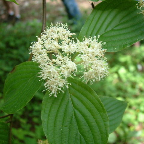 Cornus alternifolia - Pagoda Dogwood