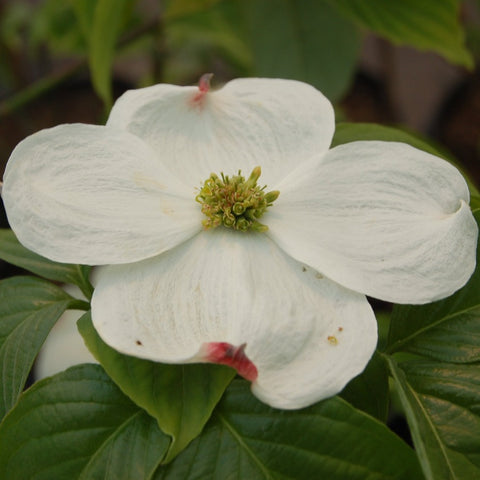 Cornus florida 'Cloud 9' - Flowering Dogwood