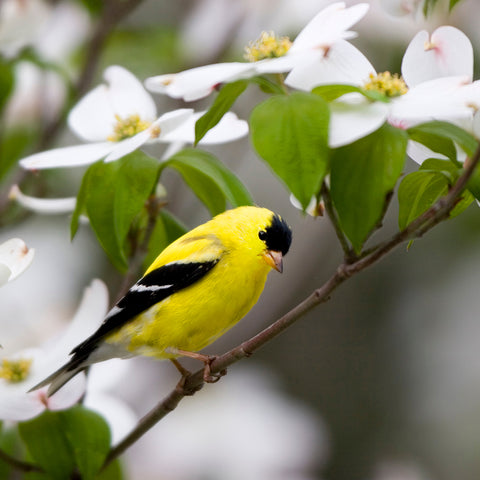 Cornus florida - Flowering Dogwood