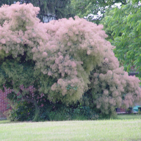 Cotinus obovatus - American Smoke Tree