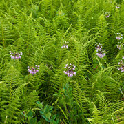 Dennstaedtia punctilobula - Hay-scented Fern