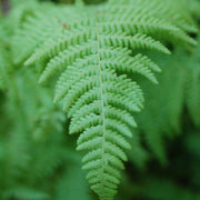 Dennstaedtia punctilobula - Hay-scented Fern