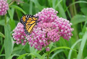 Asclepias incarnata - Swamp Milkweed