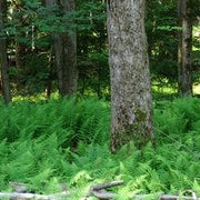 Dennstaedtia punctilobula - Hay-scented Fern