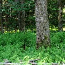 Dennstaedtia punctilobula - Hay-scented Fern