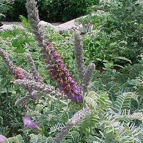 Amorpha canescens - Leadplant