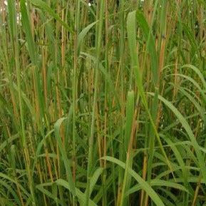 Andropogon gerardii - Big Bluestem