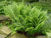 Athyrium filix-femina - Lady Fern