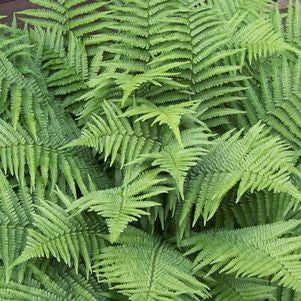 Dryopteris filix-mas - Male fern