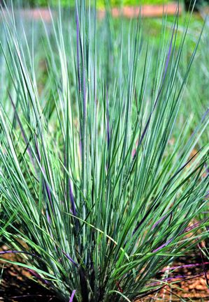 Schizachyrium scoparium 'Prairie Blues' - Little Bluestem