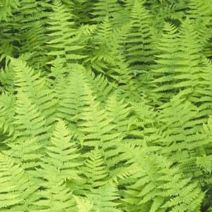 Thelypteris noveboracensis  - New York Fern