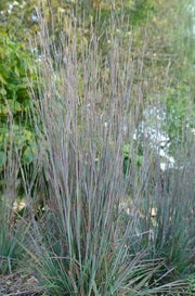 Schizachyrium scoparium 'Standing Ovation' - Standing Ovation Little Bluestem