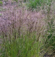 Deschampsia cespitosa 'Pixie Fountain' - Pixie Fountain Tufted Hair Grass