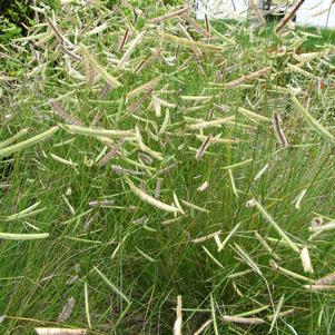 Bouteloua gracilis 'Blonde Ambition' - Blue Grama Grass