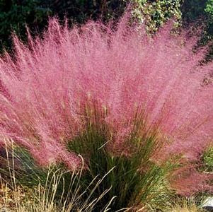 Muhlenbergia capillaris 'Regal Mist' - Regal Mist Grass