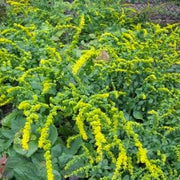 Solidago sphacelata 'Golden Fleece' - Golden Fleece Autumn Goldenrod