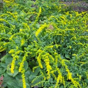 Solidago sphacelata 'Golden Fleece' - Golden Fleece Autumn Goldenrod