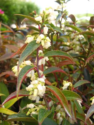 Leucothoe axillaris - Coastal Leucothoe or Doghobble