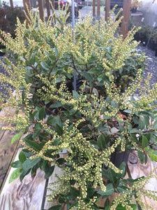 Pieris floribunda - Mountain Fetterbush