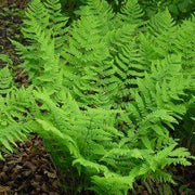 Dryopteris marginalis - Marginal Shield Fern