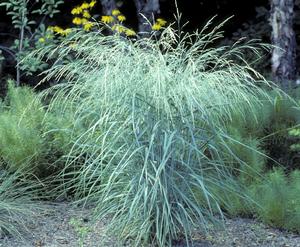 Panicum amarum 'Dewey Blue' - Switchgrass or beach grass