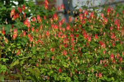 Aquilegia canadensis - Wild columbine