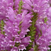 Physostegia virginiana 'Vivid' - obedient plant