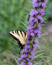 Liatris spicata 'Kobold Original' - Gayfeather or Blazing Star