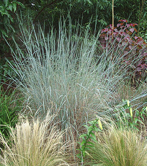 Schizachyrium scoparium 'The Blues' - Little Bluestem