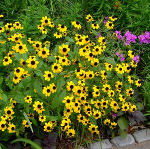 Rudbeckia triloba - Three-lobed Coneflower