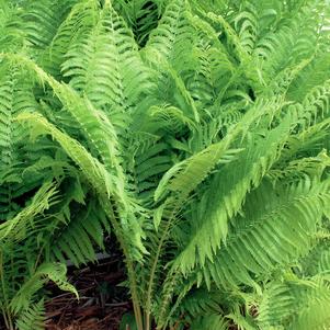 Matteuccia struthiopteris - Ostrich Fern