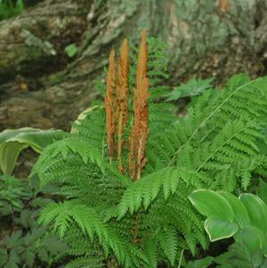 Osmunda cinnamomea - Cinnamon Fern